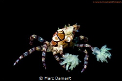 A Beautiful Boxer! Taken with a 100mm macro and +5 diopte... by Marc Damant 